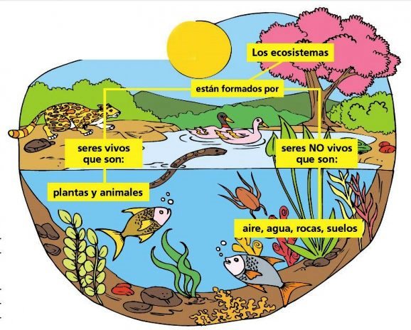 ¿Cómo funciona un ecosistema?
