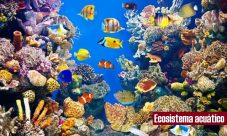 ¿Qué es un ecosistema acuático?