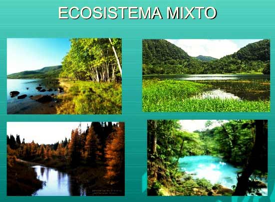 ¿Qué es un ecosistema mixto?